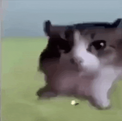 cat exploding gif